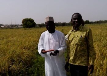 Meet the Ghanaian policy advisor behind Nigeria’s rice production boom