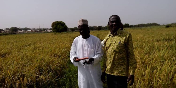 Meet the Ghanaian policy advisor behind Nigeria’s rice production boom