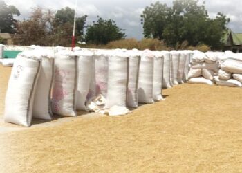 Suspension of benchmark policy: 300,000 rice farmers to lose livelihood?